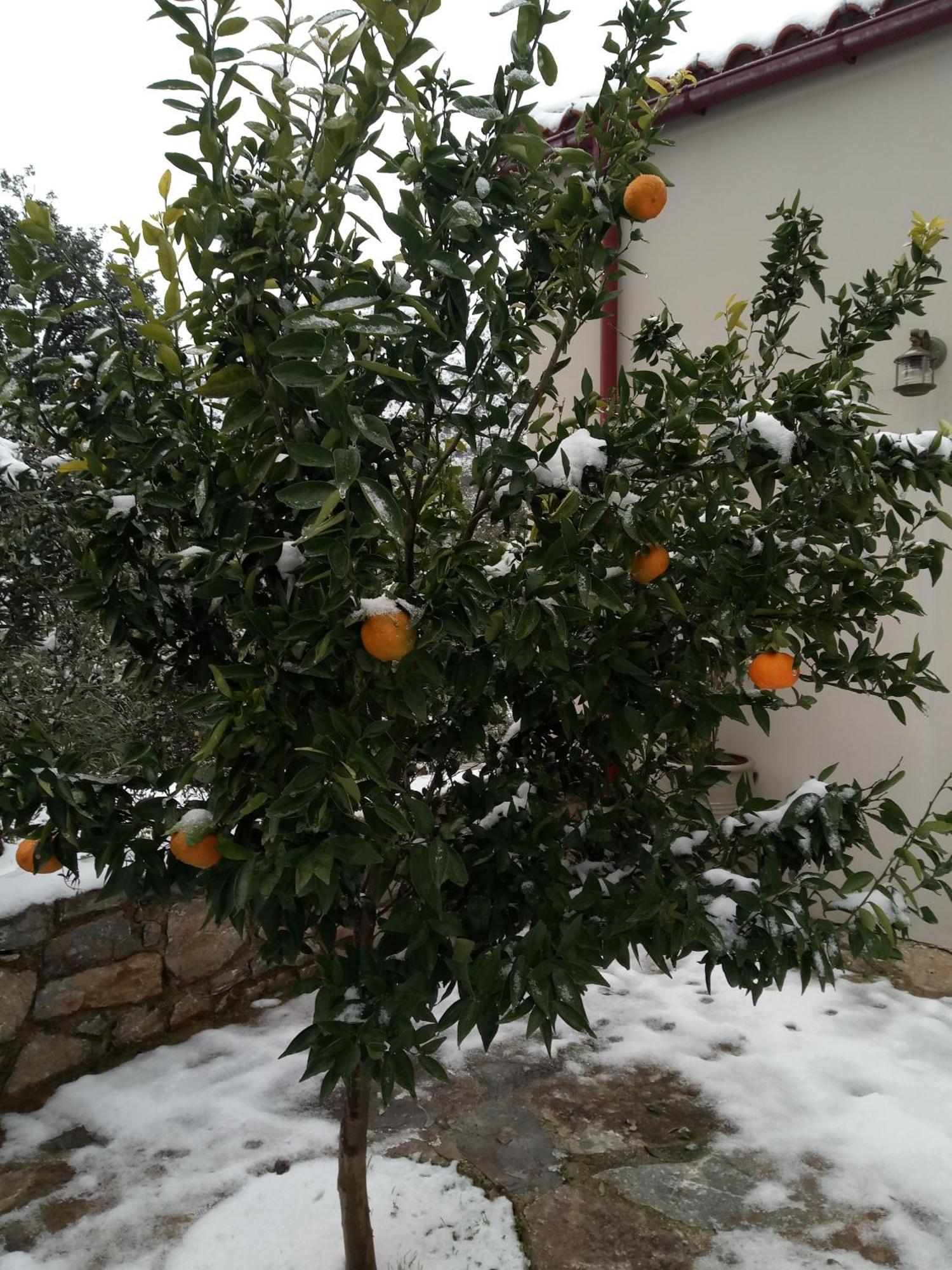 "Villa Kastania" Melidoni, Chania, Crete Εξωτερικό φωτογραφία